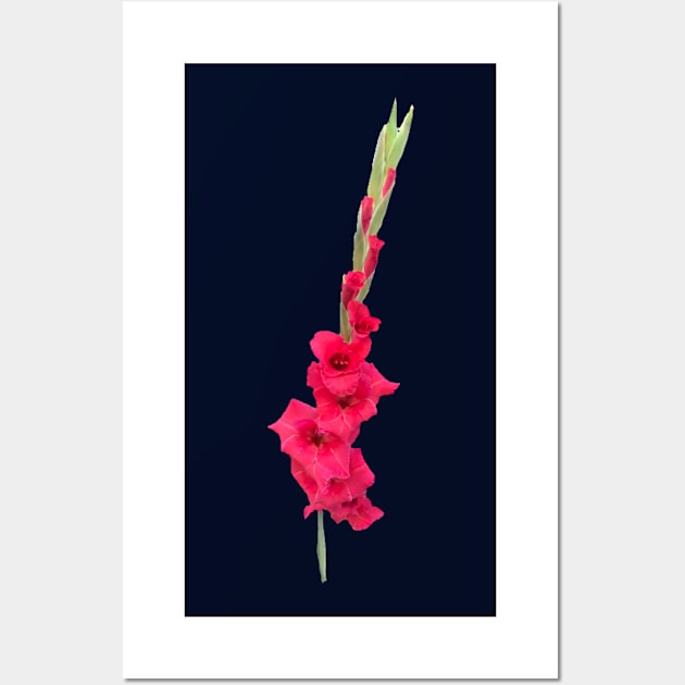 Gladiolus Wall Art by Amanda1775